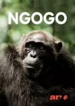 Ngogo la guerre des singes