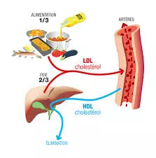 Cholestérol, le coupable idéal