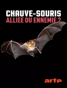 CHAUVE-SOURIS : ALLIÉE OU ENNEMIE ?